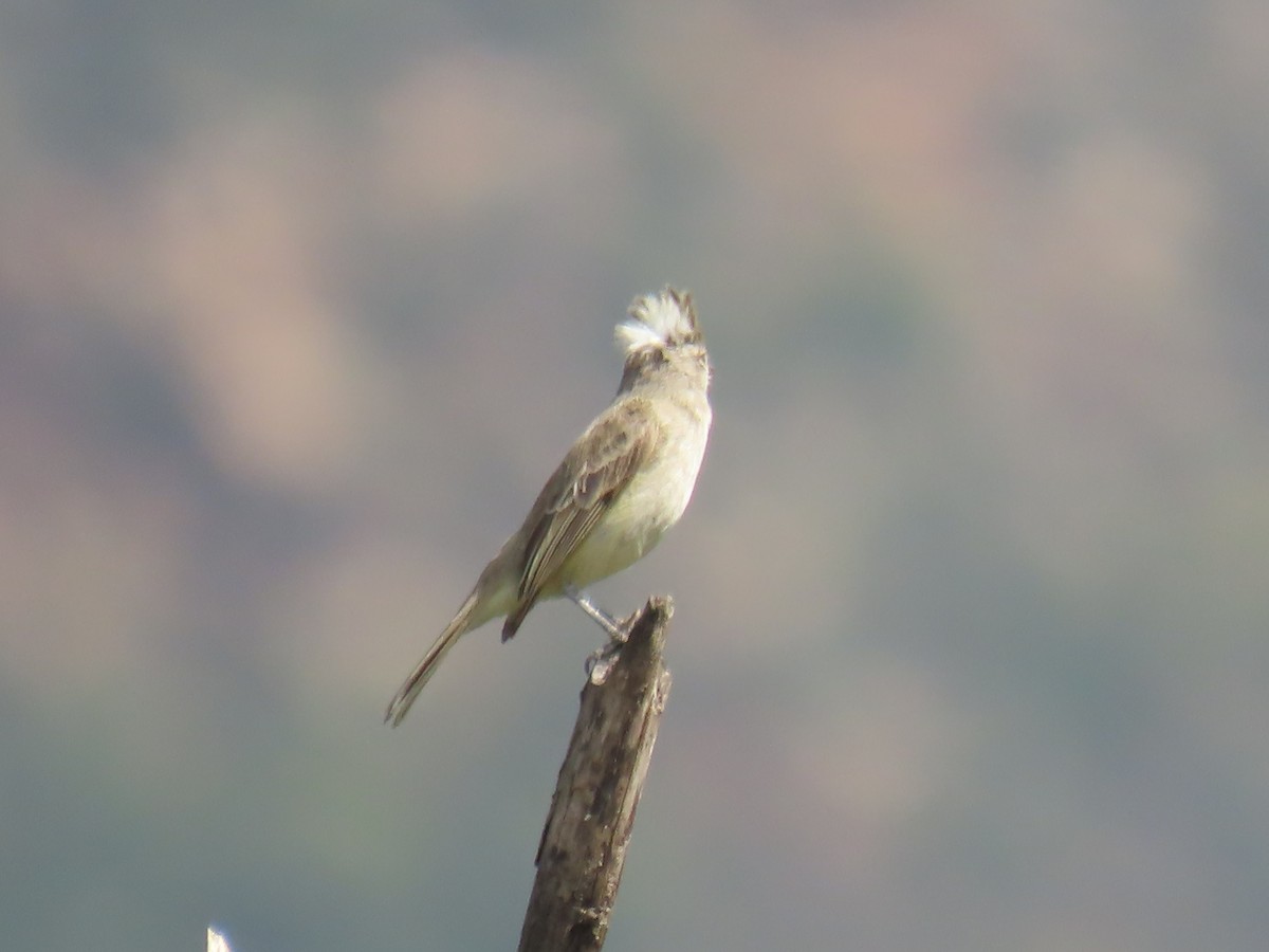 Gray-and-white Tyrannulet - Katherine Holland