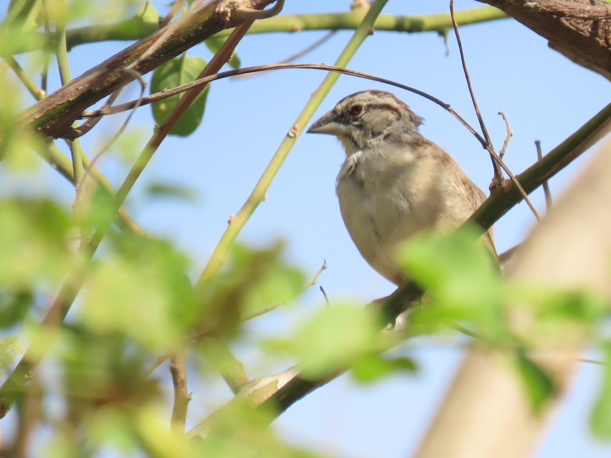 Tumbes Sparrow - ML616937401