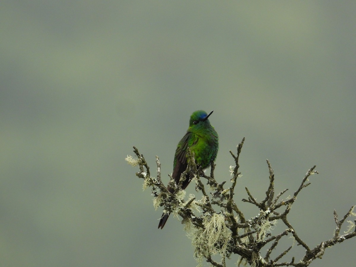 Sapphire-vented Puffleg - Francisco Sornoza