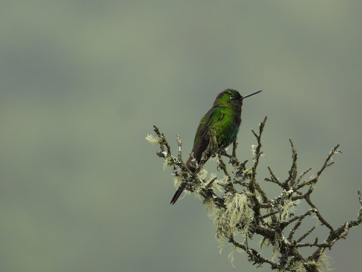 Sapphire-vented Puffleg - Francisco Sornoza