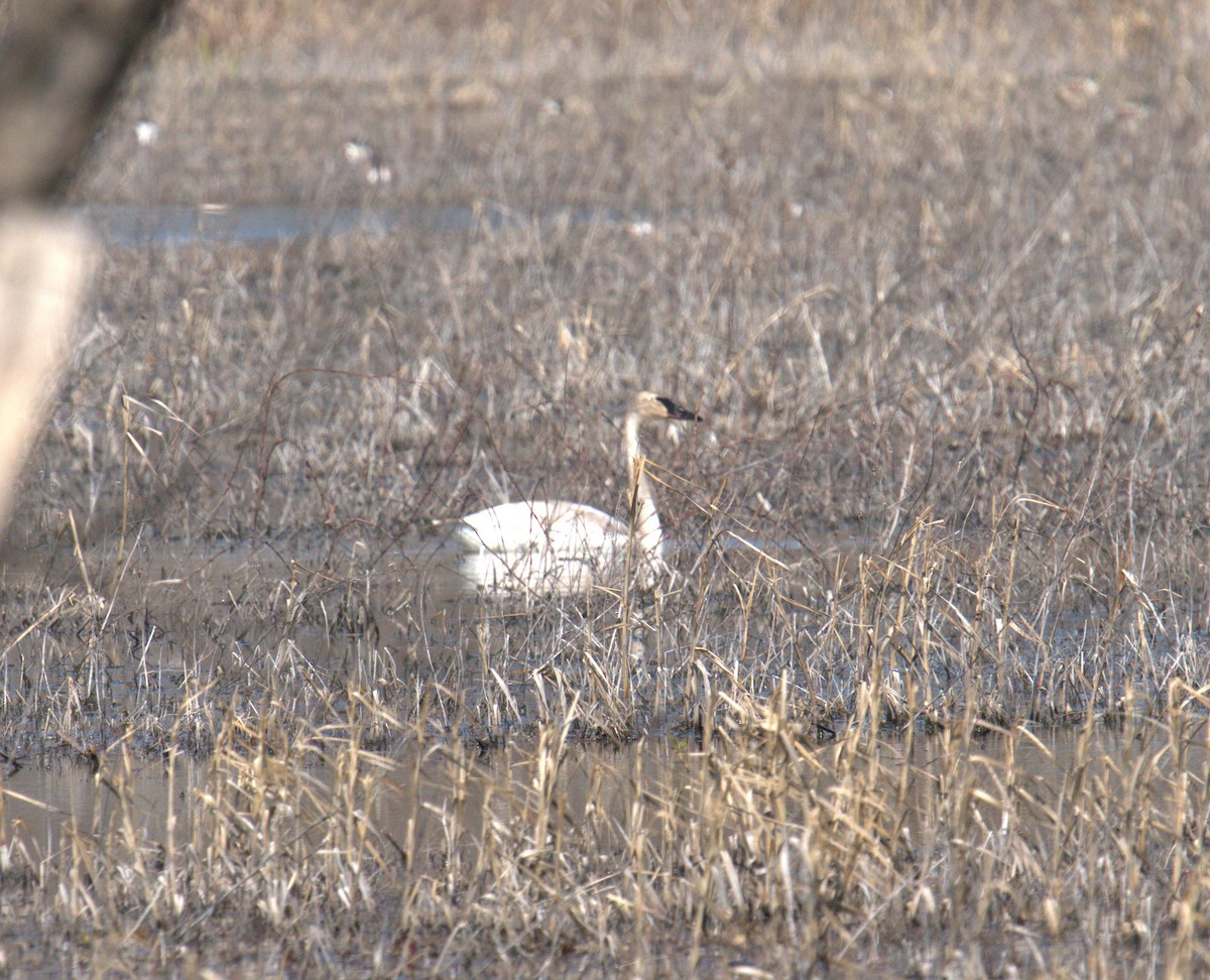 Trumpeter Swan - ML616937467