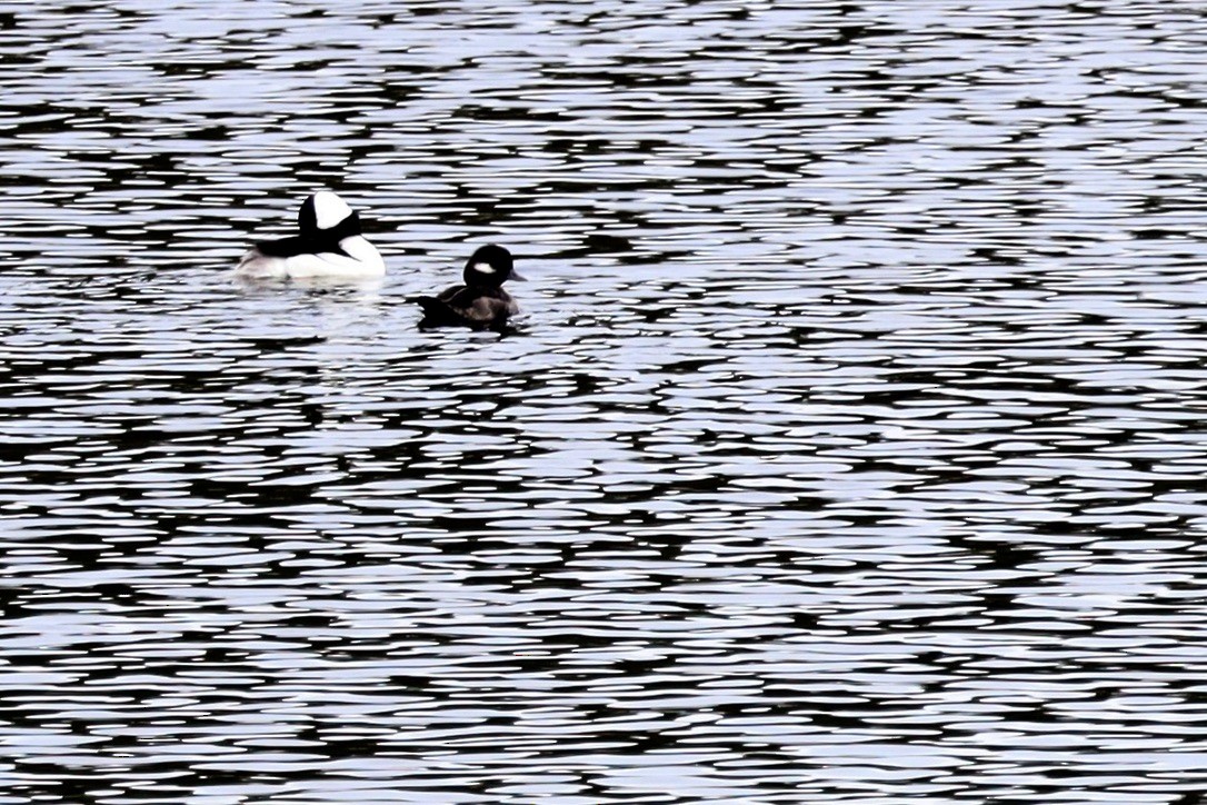Bufflehead - ML616937503