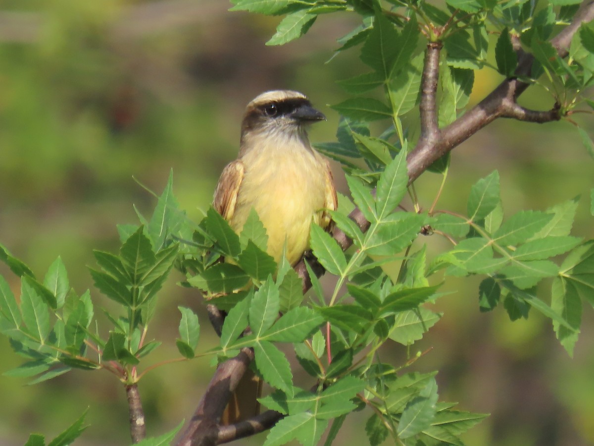 Baird's Flycatcher - ML616937513