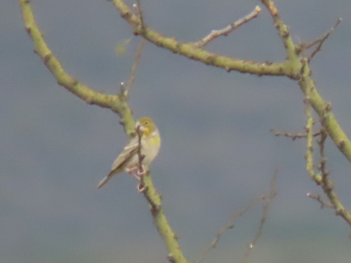 Sulphur-throated Finch - Katherine Holland