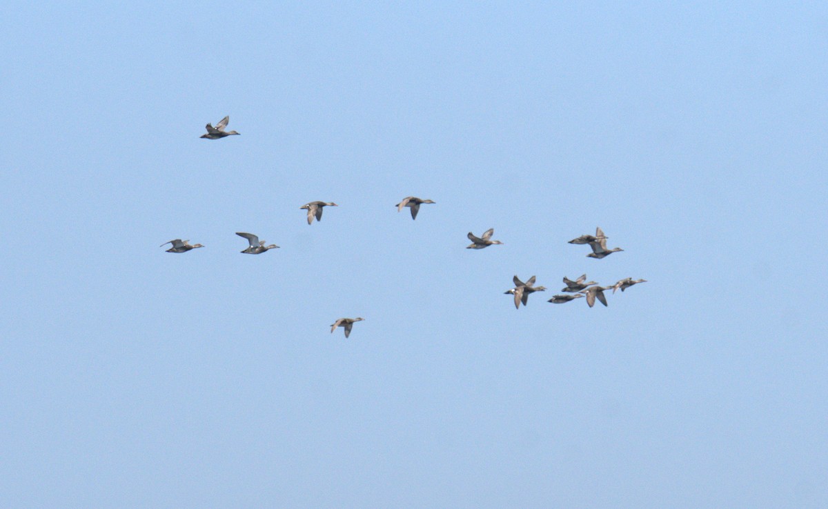 Gadwall - Cindy & Gene Cunningham