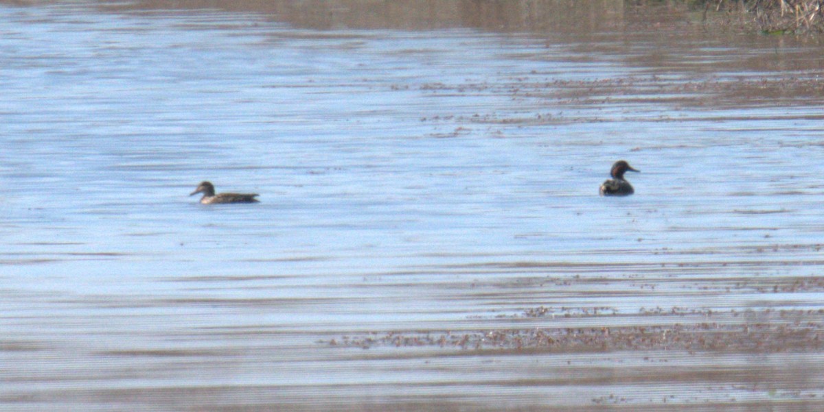 Green-winged Teal - ML616937625