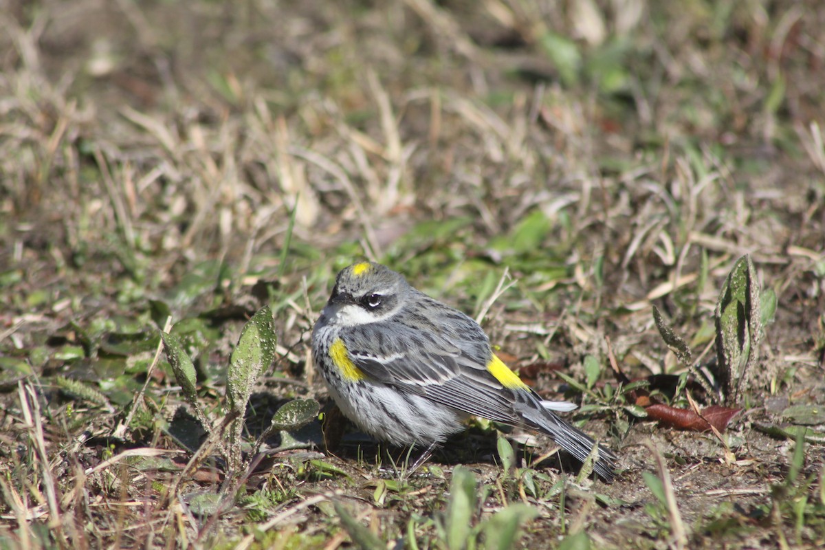 Yellow-rumped Warbler - Harold Ellingsen