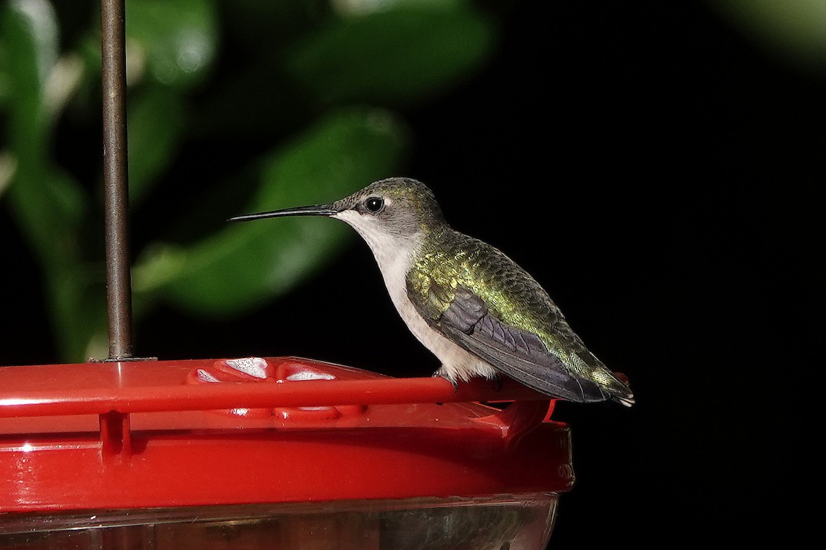 Ruby-throated Hummingbird - ML616937645