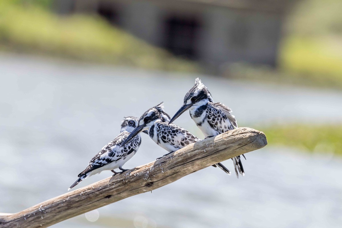 Pied Kingfisher - ML616937649