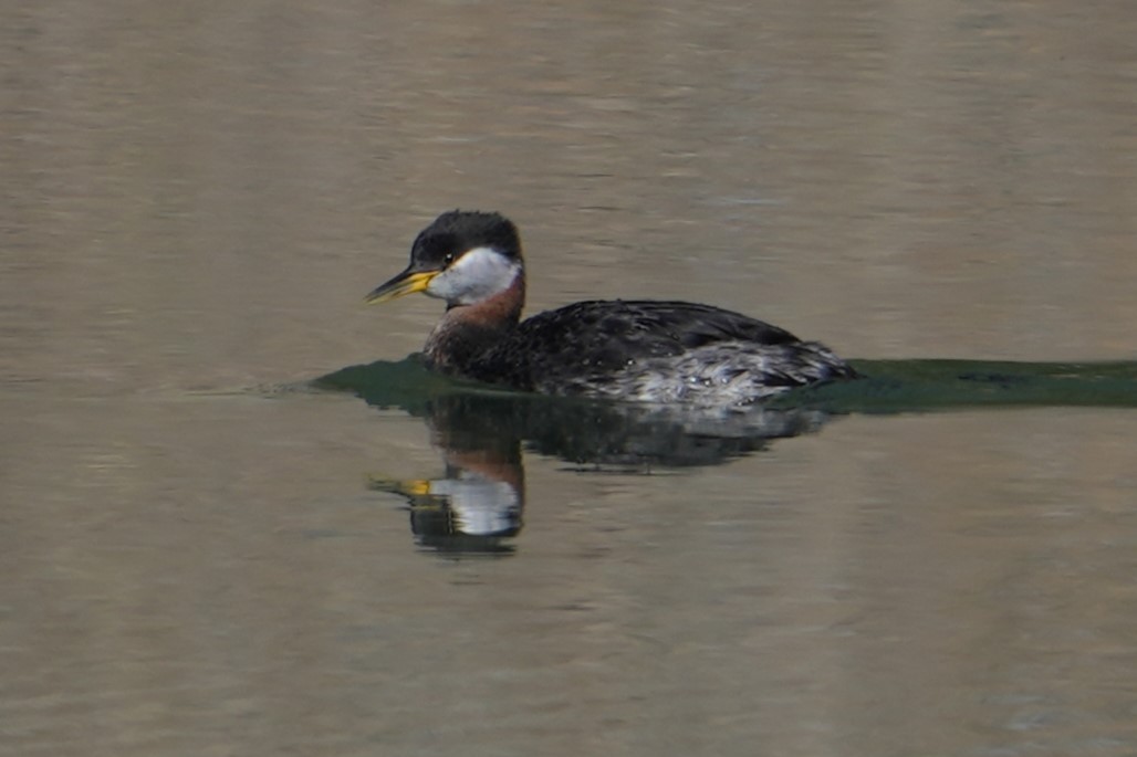 Red-necked Grebe - Glenn Walbek