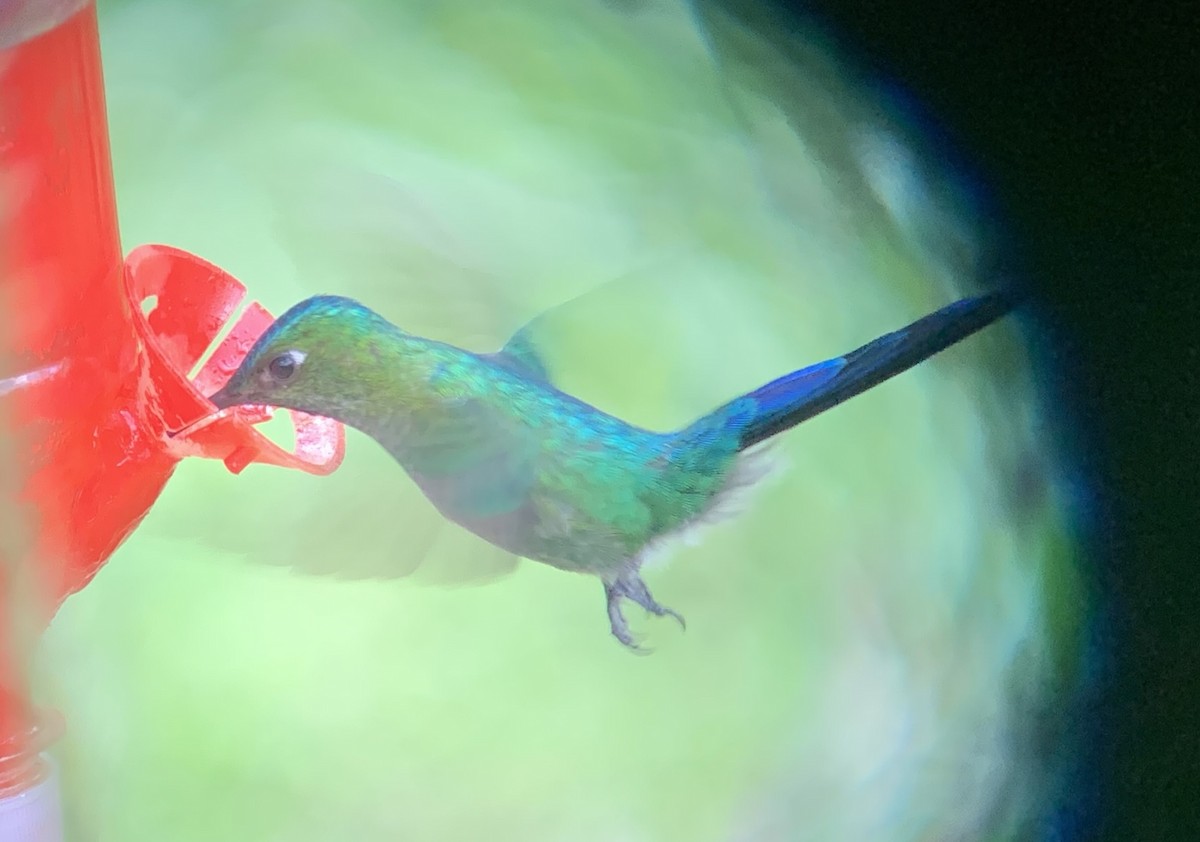 Long-tailed Sylph - Martin Brookes