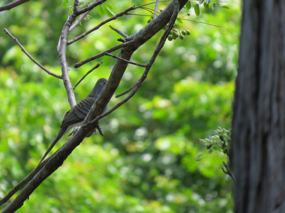 Barred Dove - ML616937698