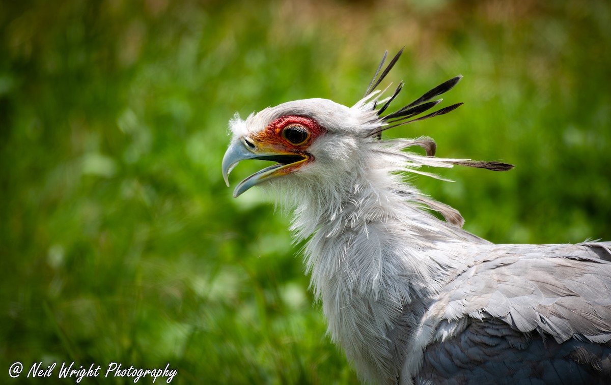 Secretarybird - Neil Wright