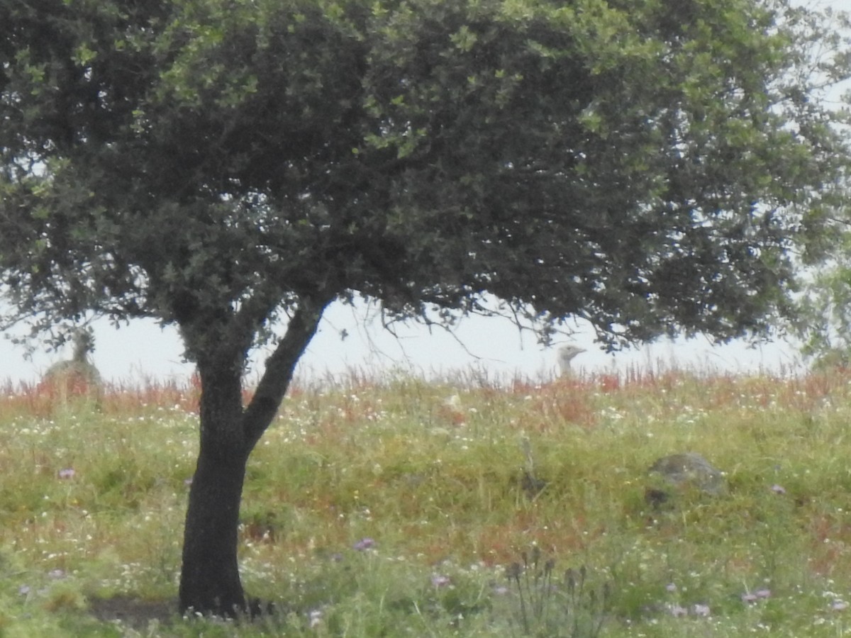 Great Bustard - João Tiago Ribeiro