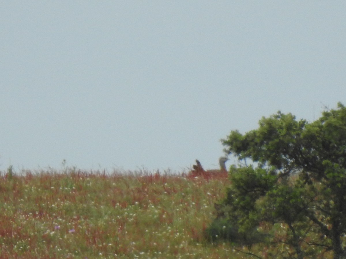 Great Bustard - João Tiago Ribeiro