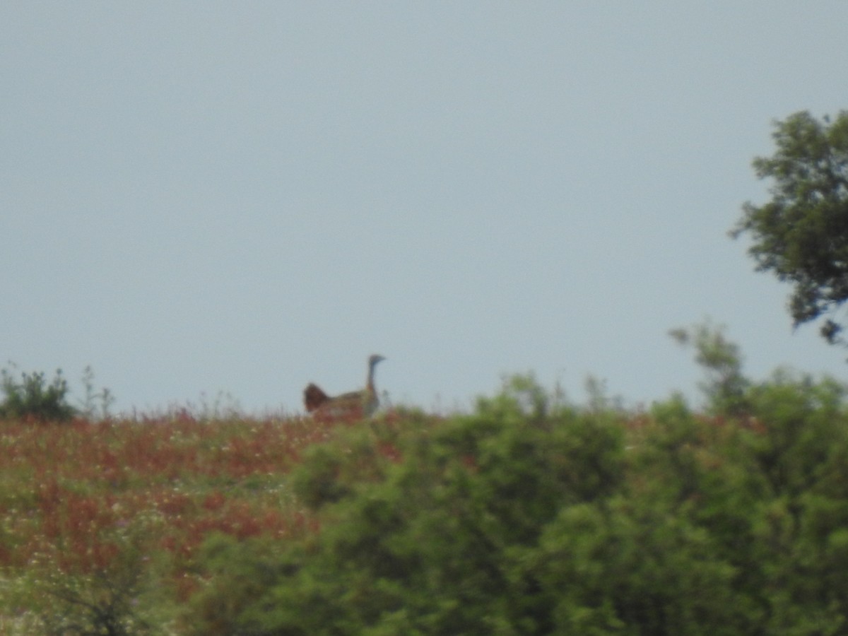 Great Bustard - João Tiago Ribeiro