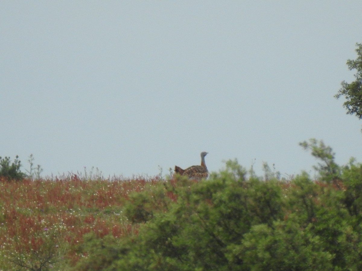 Great Bustard - ML616937797