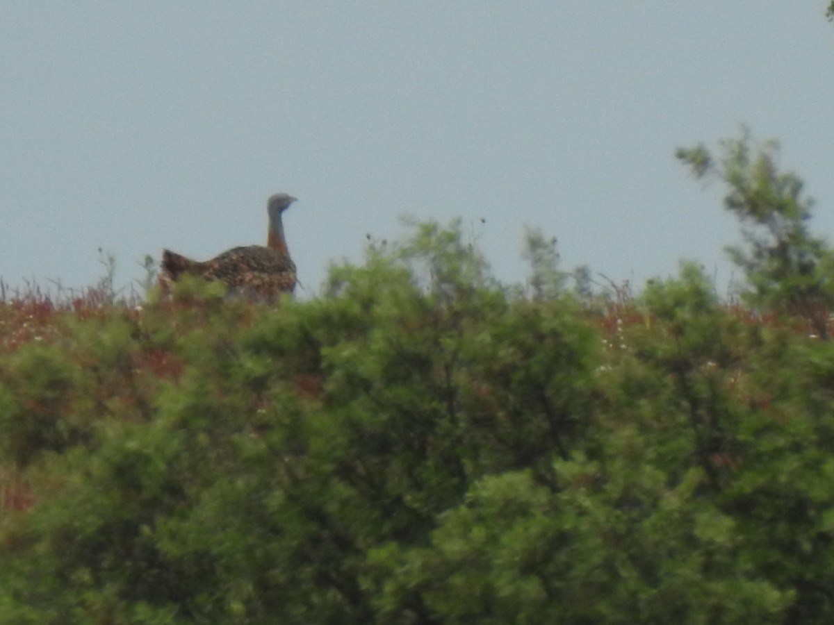 Great Bustard - João Tiago Ribeiro