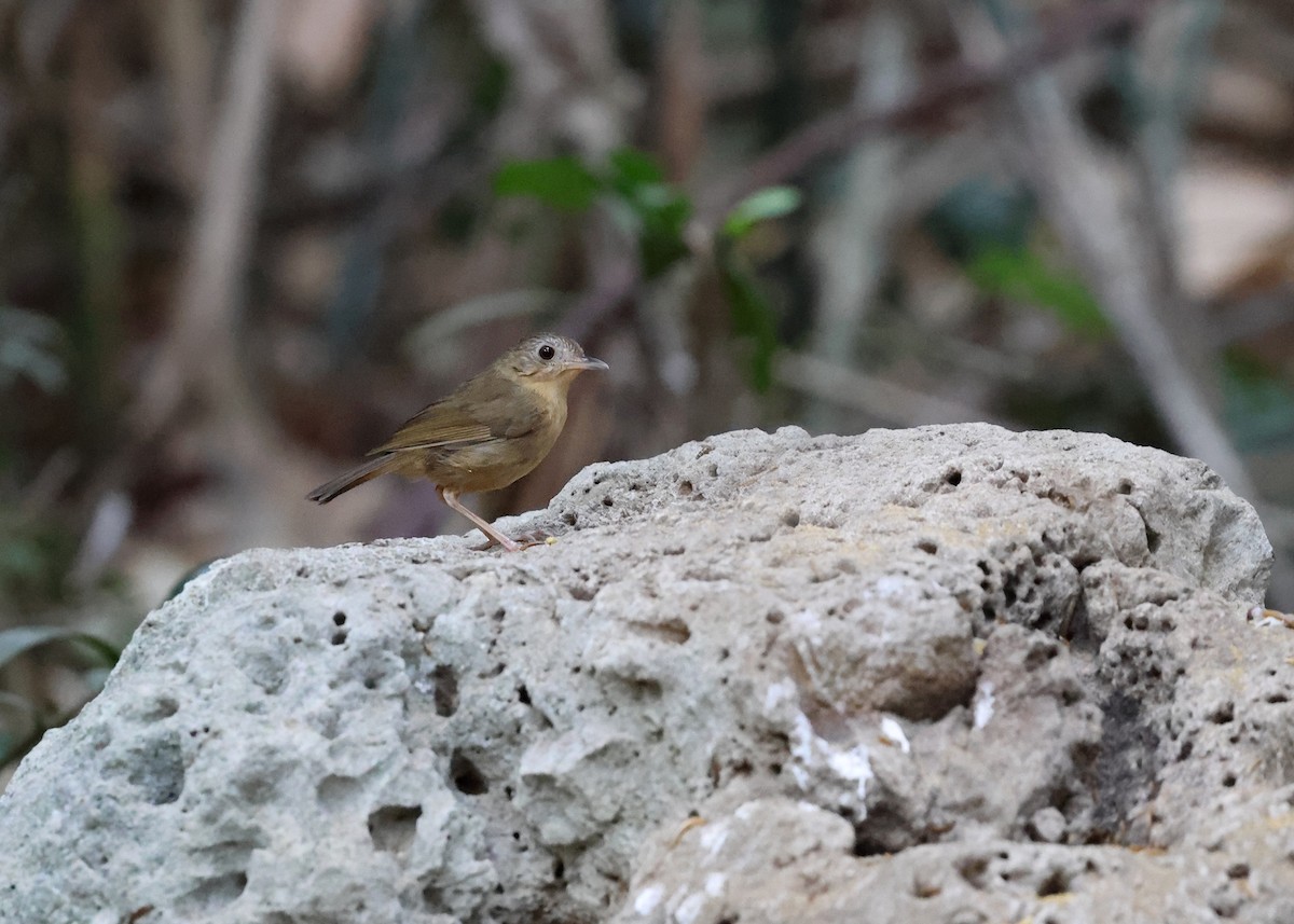 Buff-breasted Babbler - ML616937826