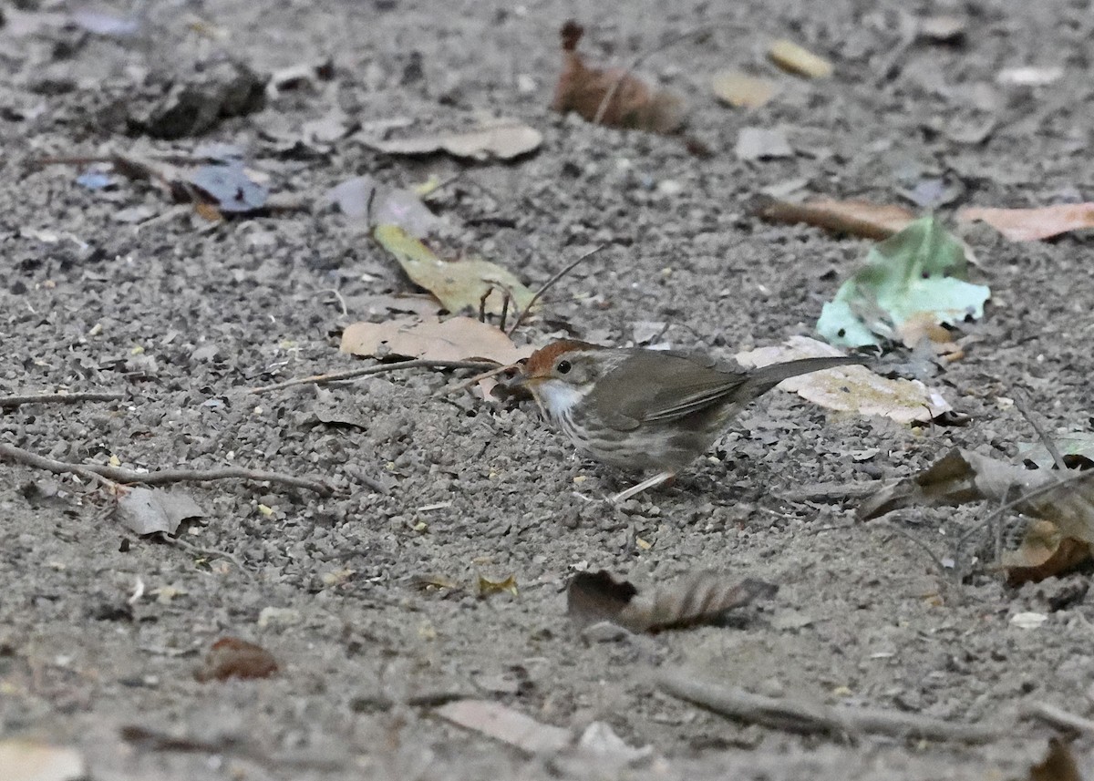 Puff-throated Babbler - ML616937830