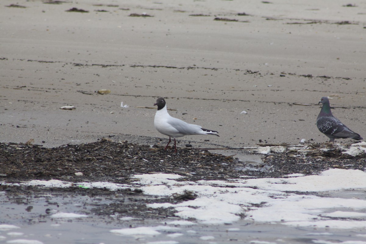 Mouette rieuse - ML616937843