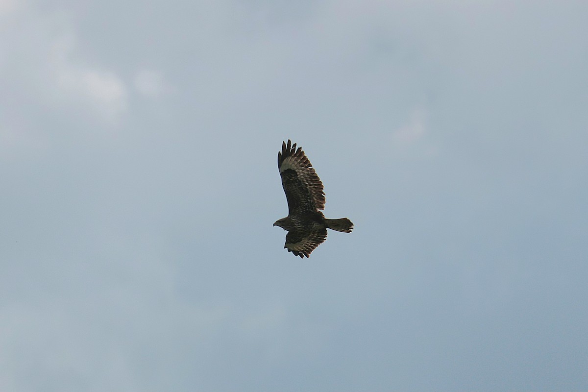 Common Buzzard - Seán Holland