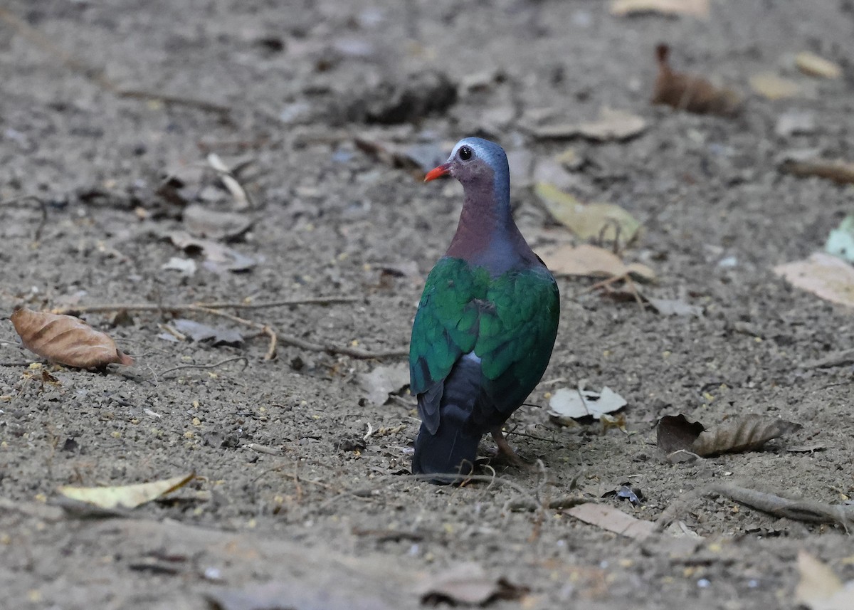 Asian Emerald Dove - Brendan Ryan