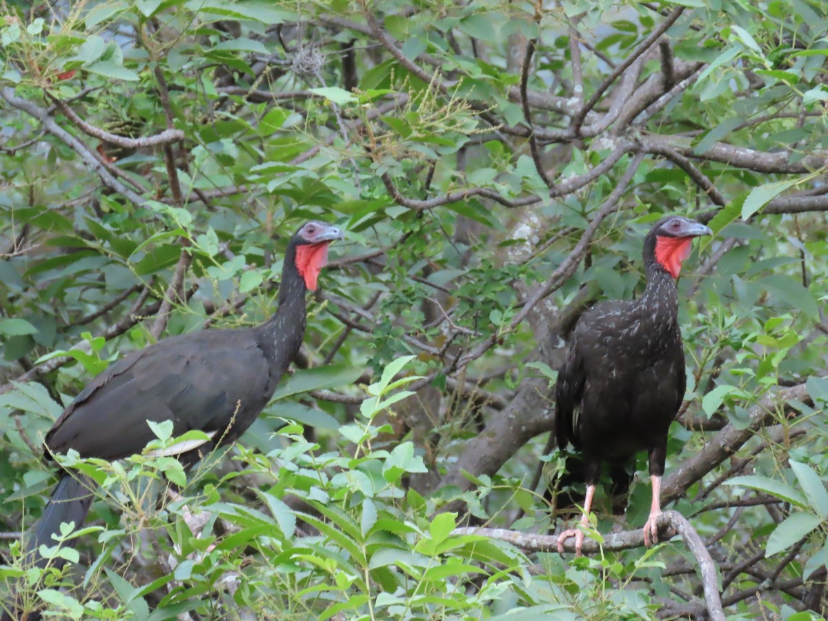 White-winged Guan - ML616937865