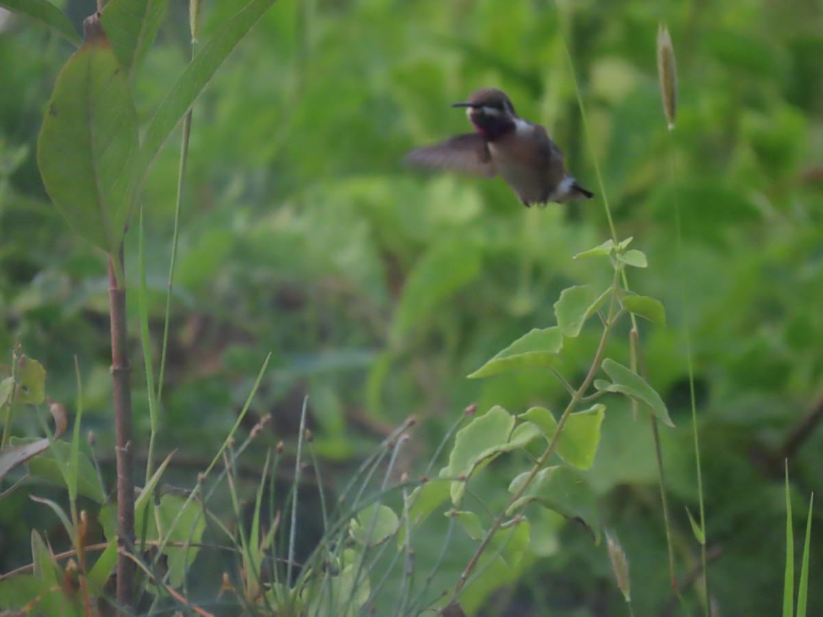 Short-tailed Woodstar - Katherine Holland