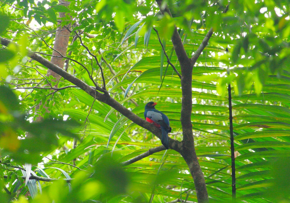 Slaty-tailed Trogon - Yasser Calderon ( The Moskitia Expeditions)