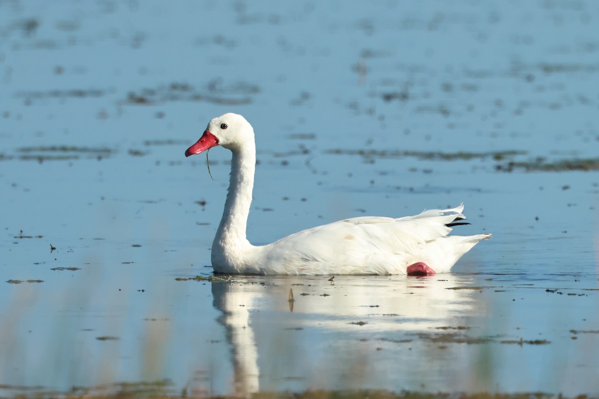 Coscoroba Swan - ML616937908