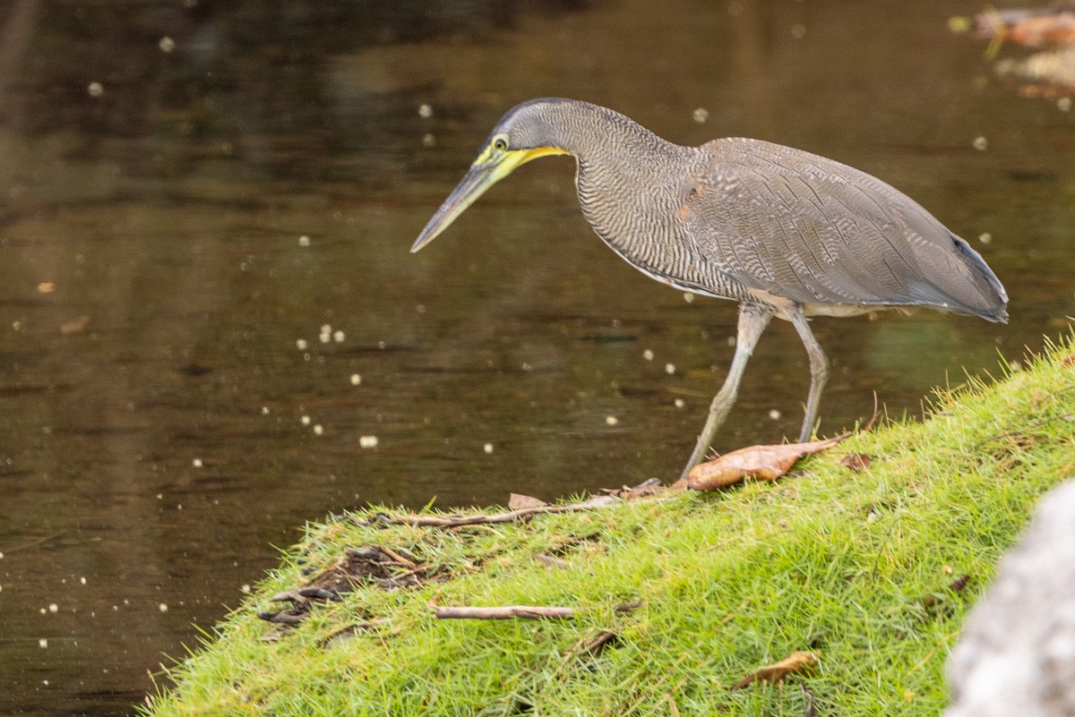 Bare-throated Tiger-Heron - Michael Cook