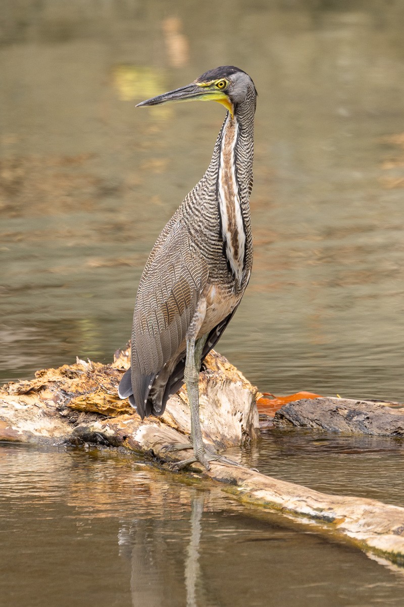 Bare-throated Tiger-Heron - ML616937910