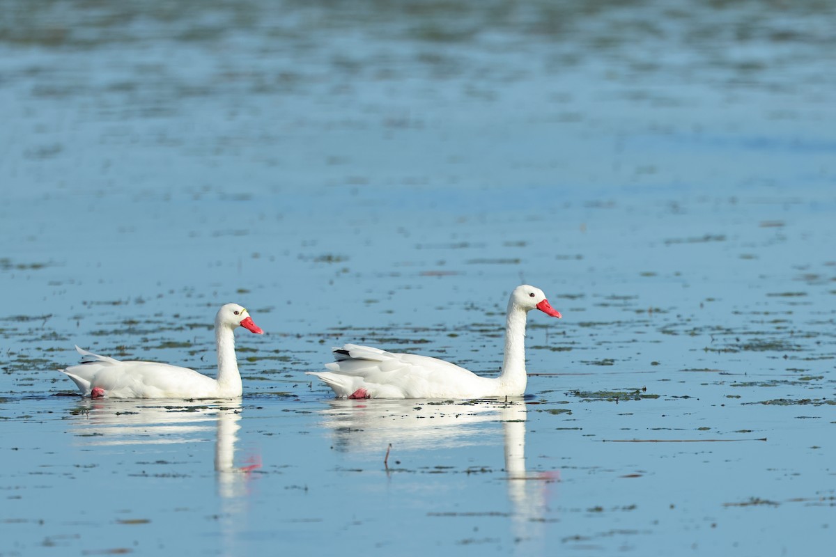 Coscoroba Swan - Serge Rivard