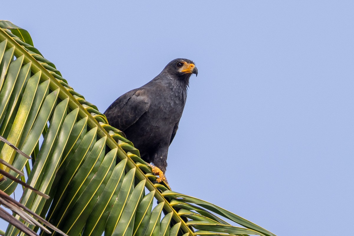 Common Black Hawk - Michael Cook