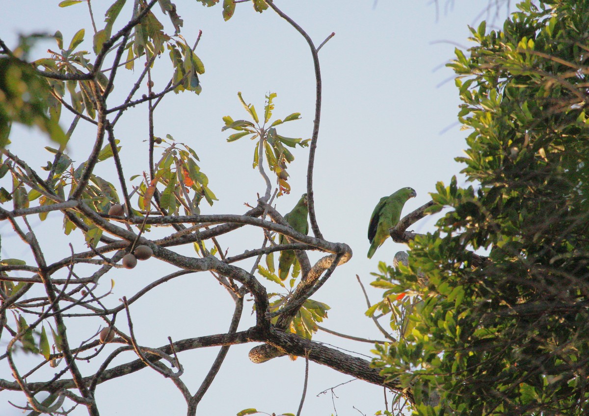 Mealy Parrot - Yasser Calderon ( The Moskitia Expeditions)