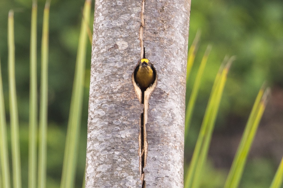 Golden-naped Woodpecker - ML616937925