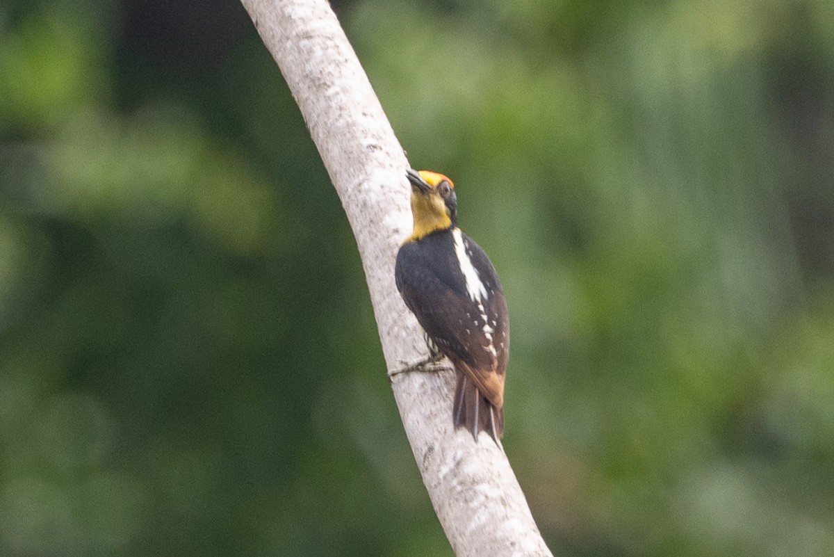 Golden-naped Woodpecker - Michael Cook