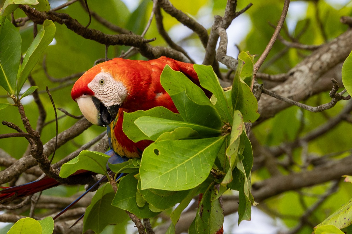 Scarlet Macaw - Michael Cook