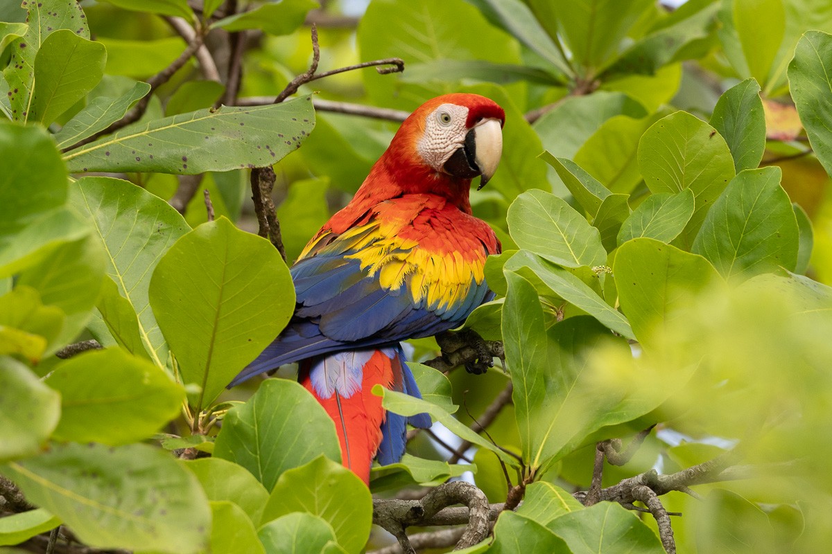 Scarlet Macaw - Michael Cook