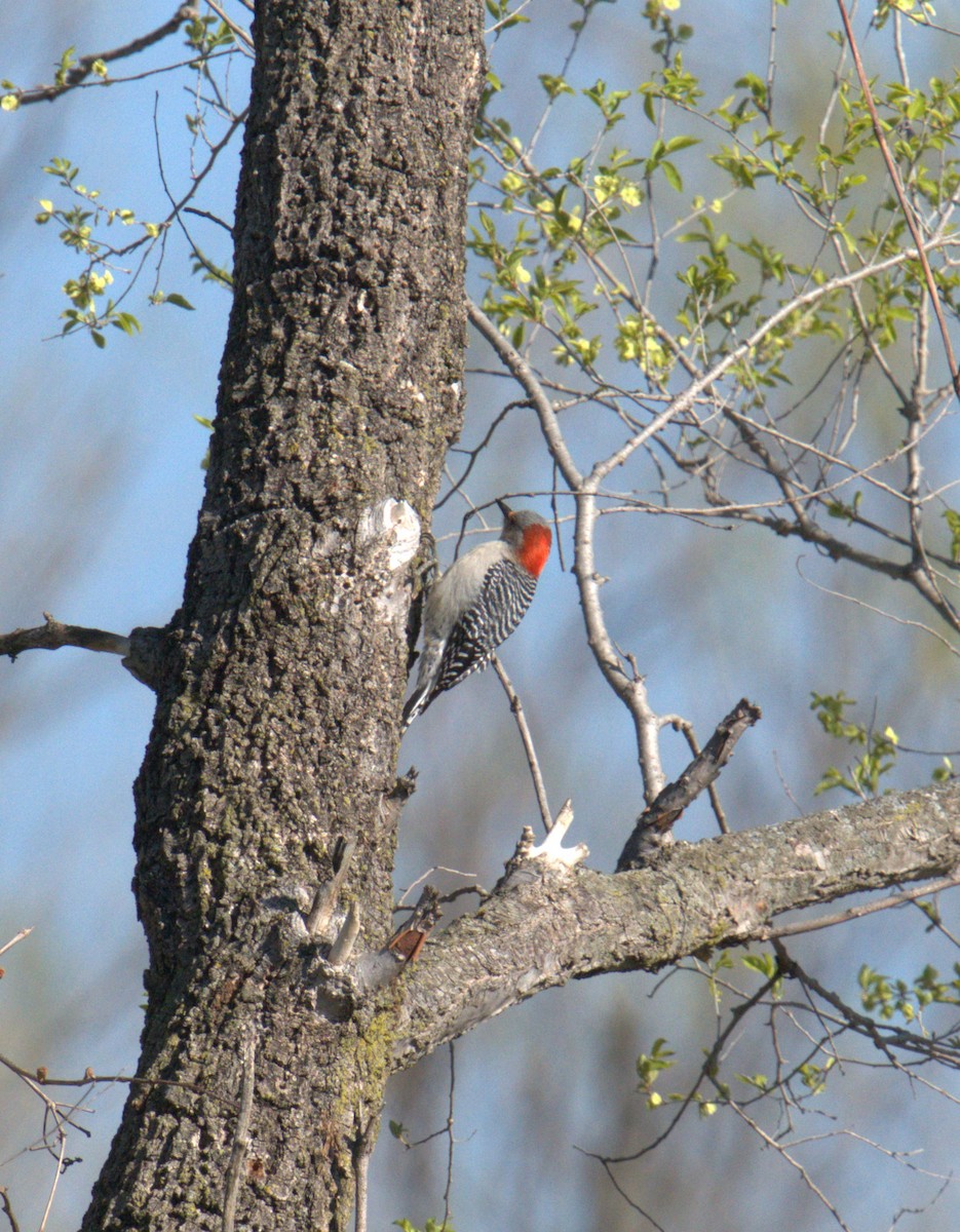 Red-bellied Woodpecker - ML616937951