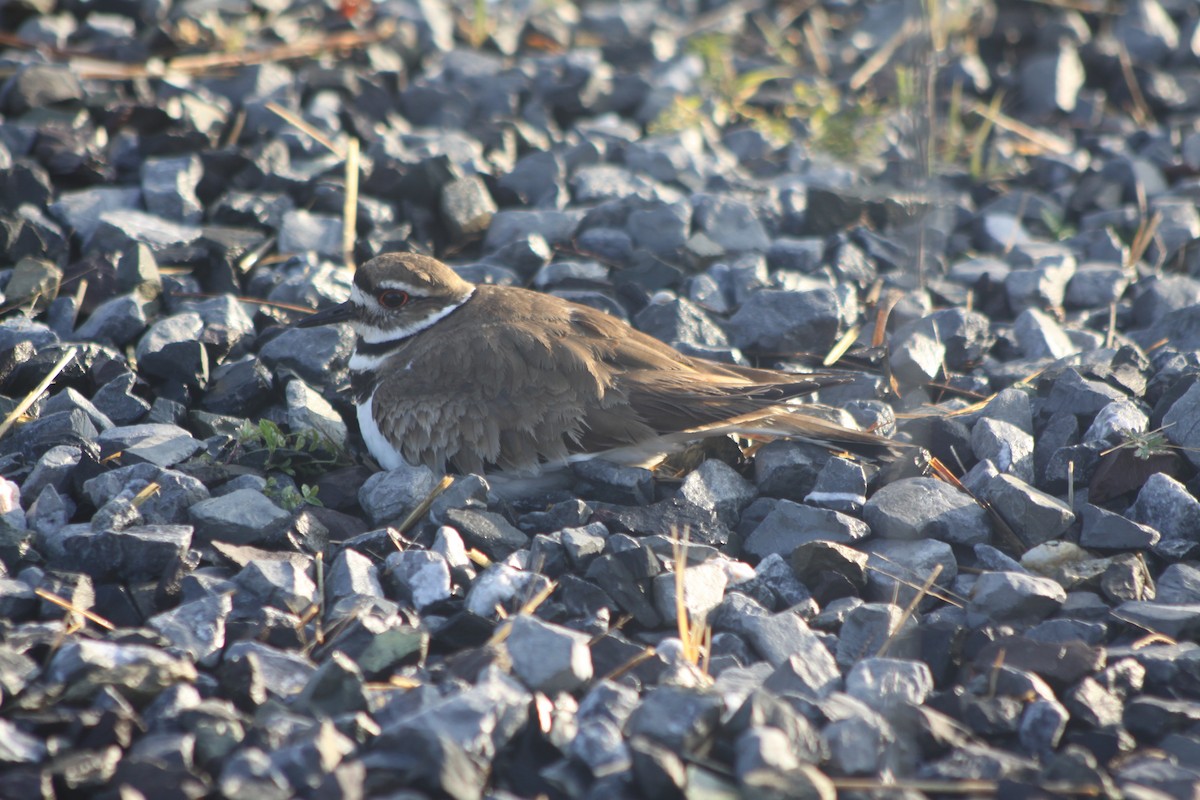 Killdeer - ML616937987