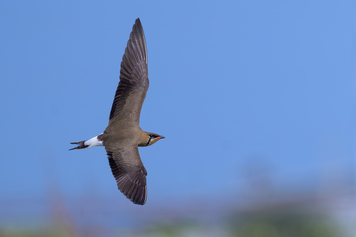 Oriental Pratincole - Sylvain Reyt