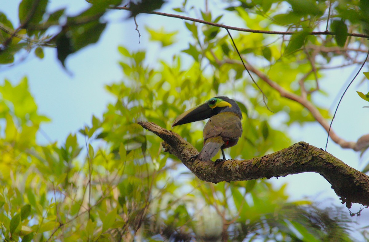 Yellow-eared Toucanet - ML616937994