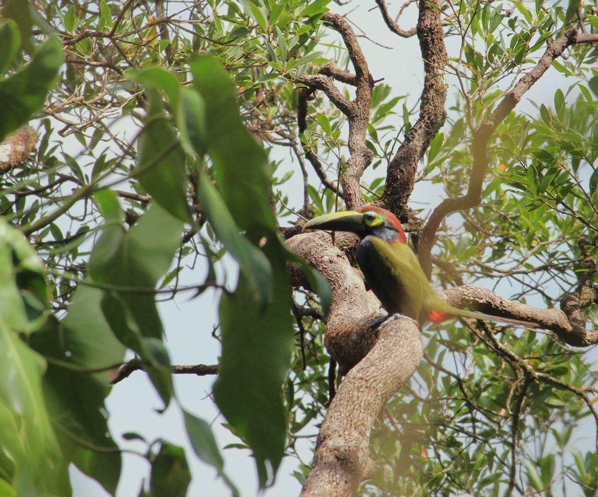 Yellow-eared Toucanet - ML616937996