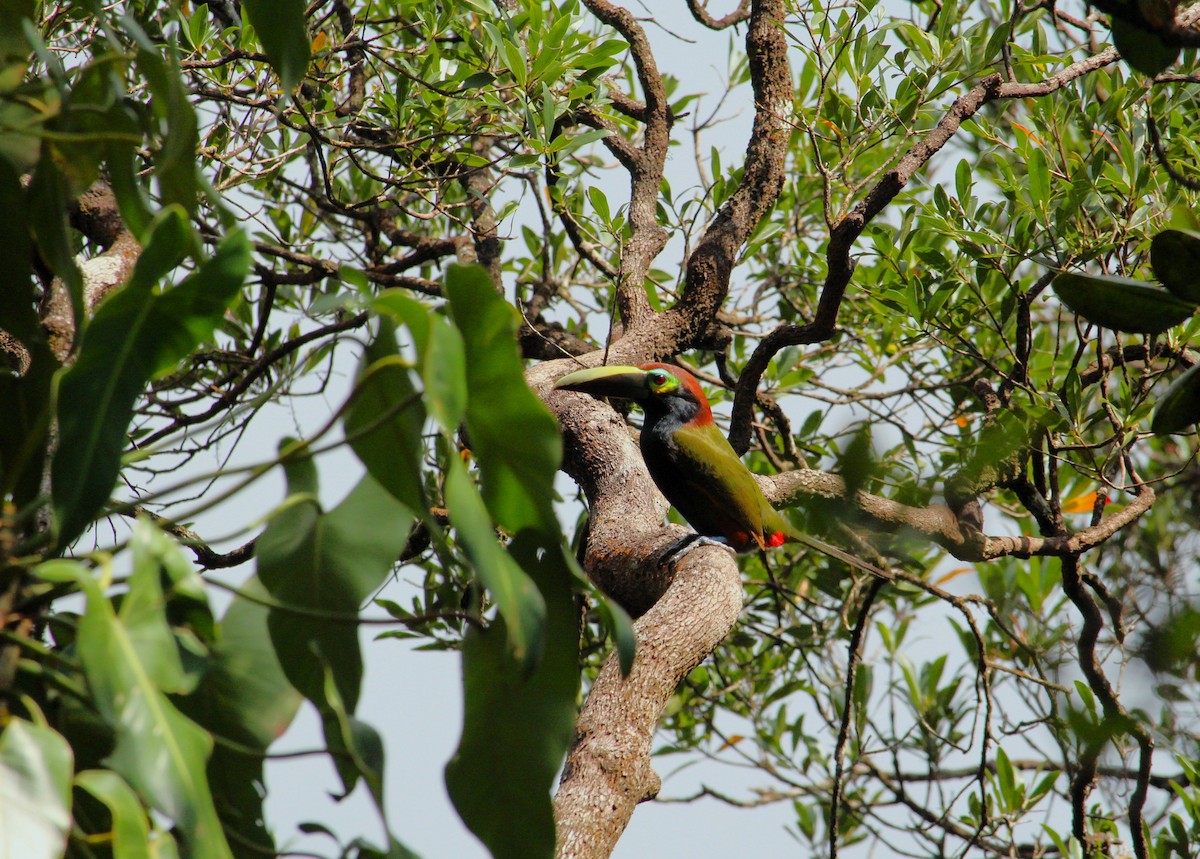 Yellow-eared Toucanet - ML616937997