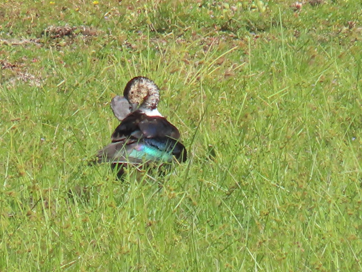 Comb Duck - Katherine Holland