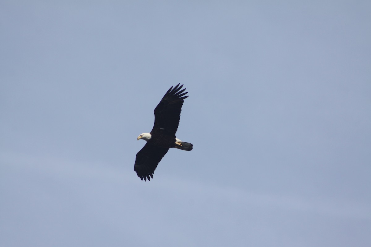 Weißkopf-Seeadler - ML616938019