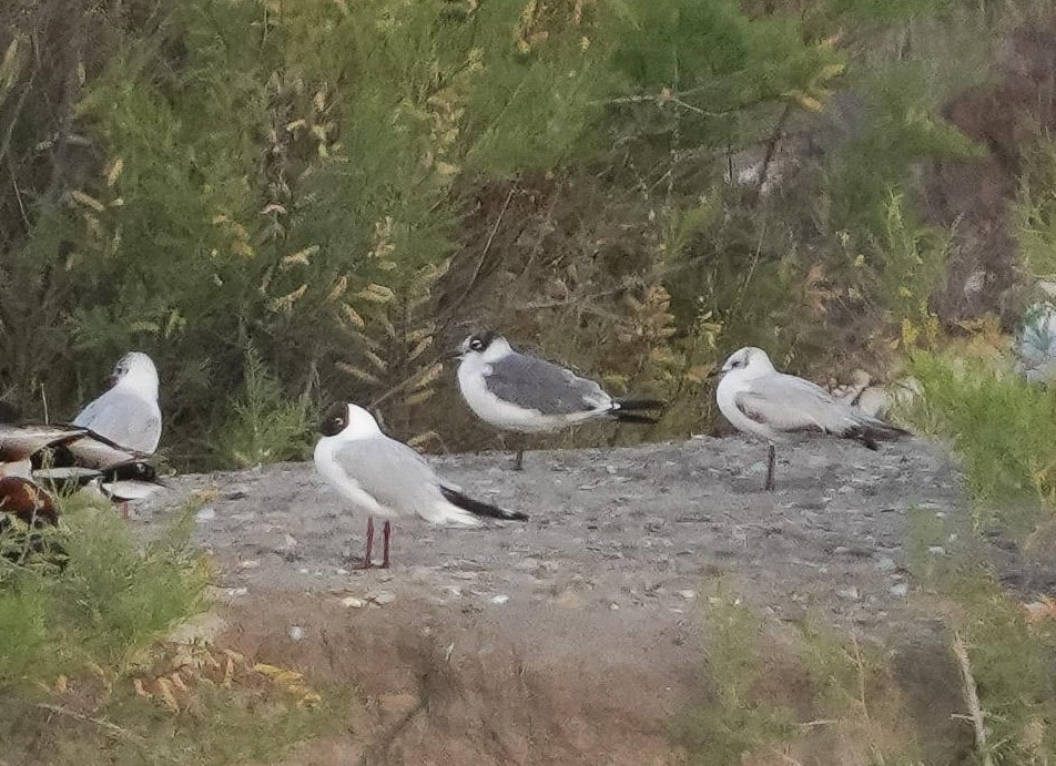 Franklin's Gull - Marcos Real Gelardo