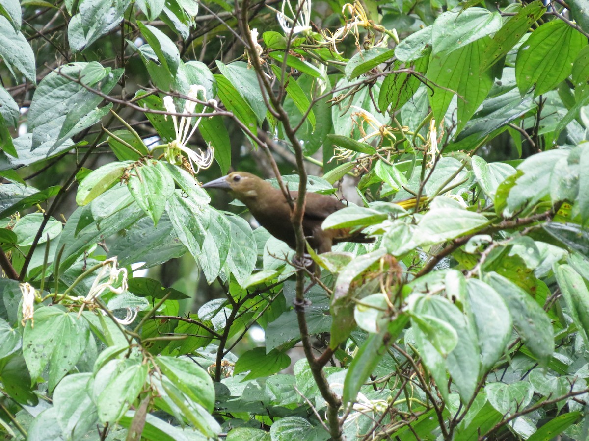 Russet-backed Oropendola - ML616938048